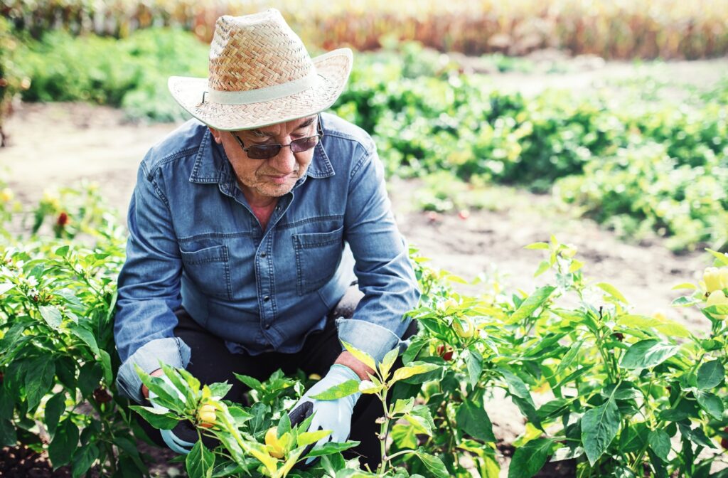 An elderly man wearing a straw hat and glasses working in a garden, tending to plants.